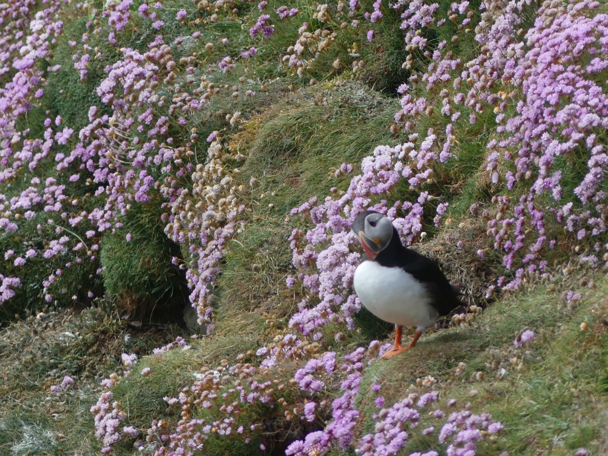 Puffin amongst the thrift
